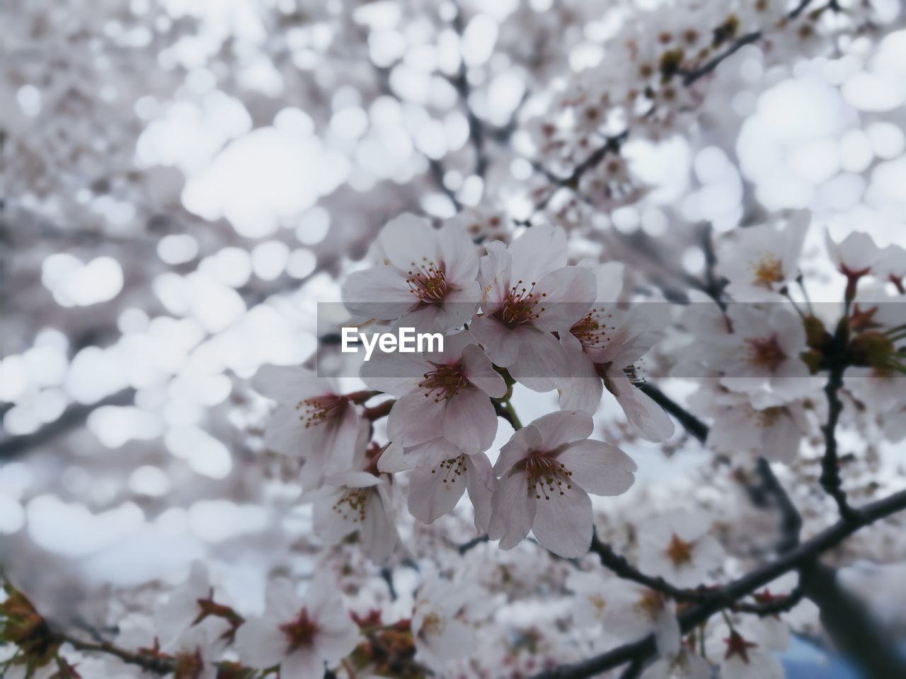 CLOSE-UP OF CHERRY BLOSSOM TREE IN SPRING
