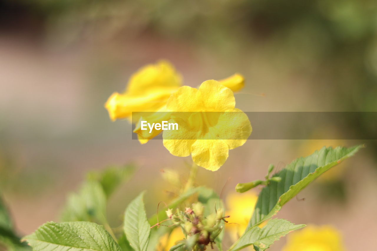 CLOSE-UP OF YELLOW FLOWER PLANT