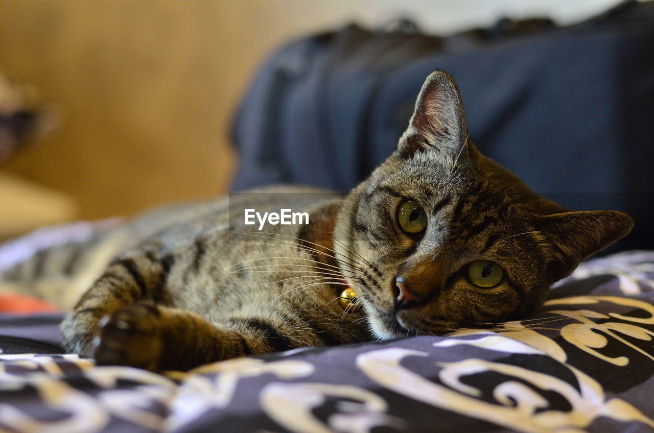 PORTRAIT OF CAT LYING ON BED