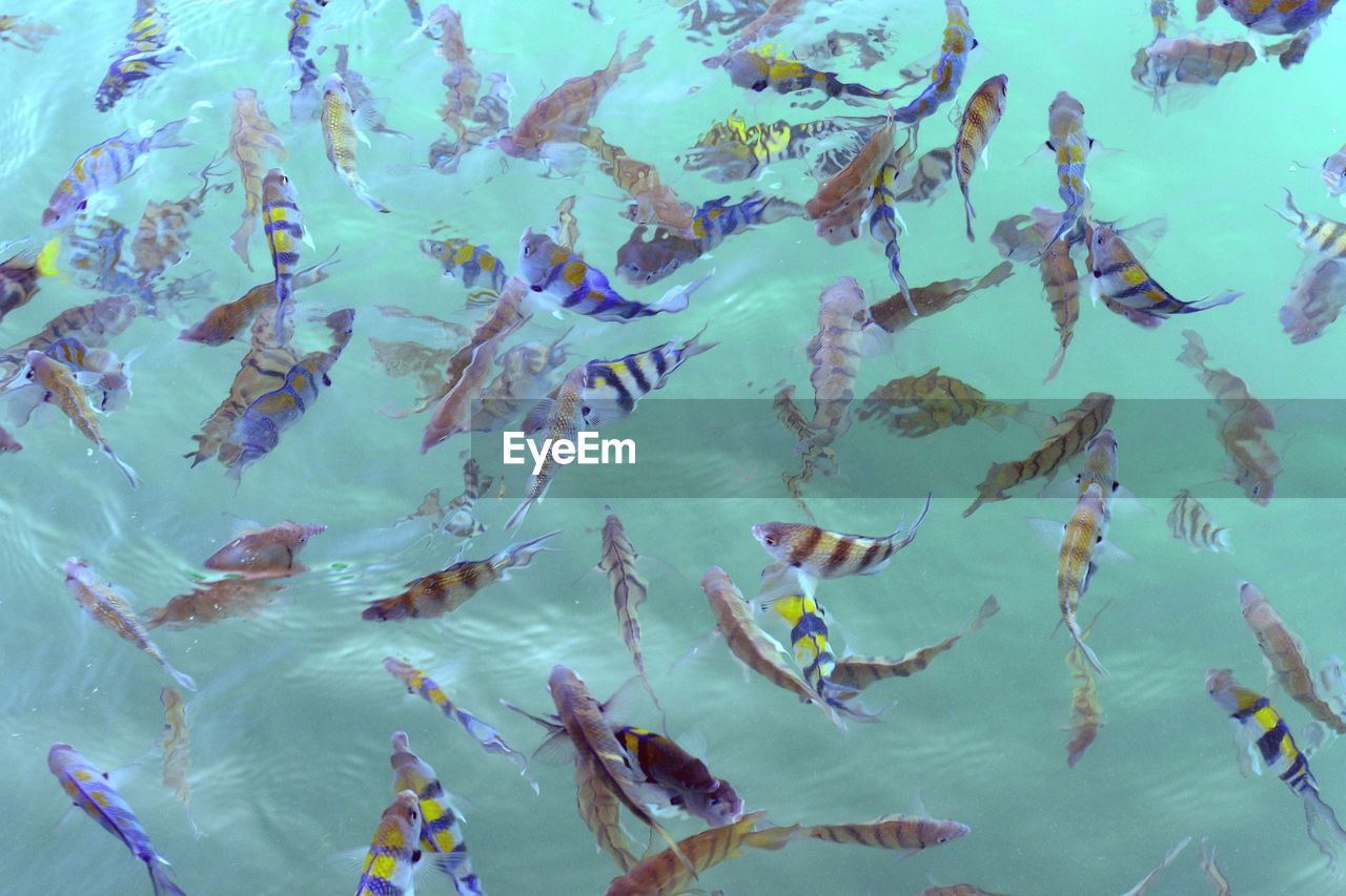 High angle view of fishes swimming in sea