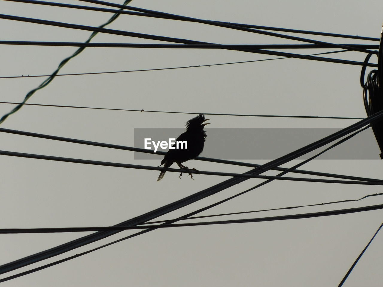 LOW ANGLE VIEW OF BIRD PERCHING ON POWER CABLES