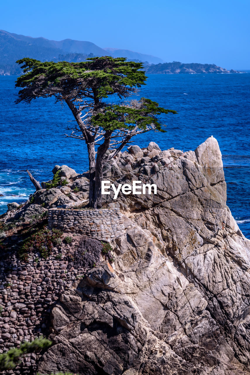 Close-up of tree by sea against clear blue sky