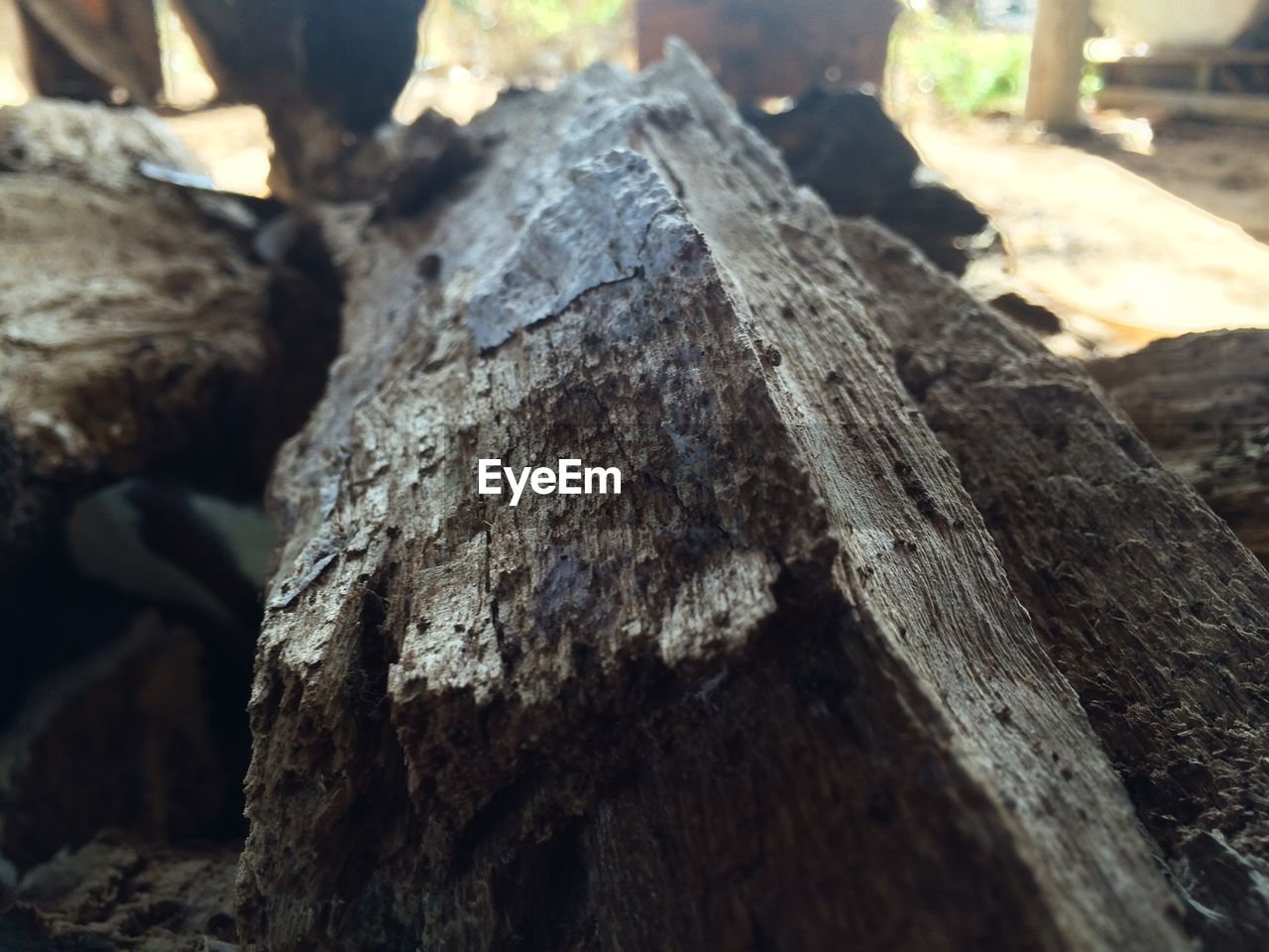 CLOSE-UP OF TREE TRUNK ON WOOD