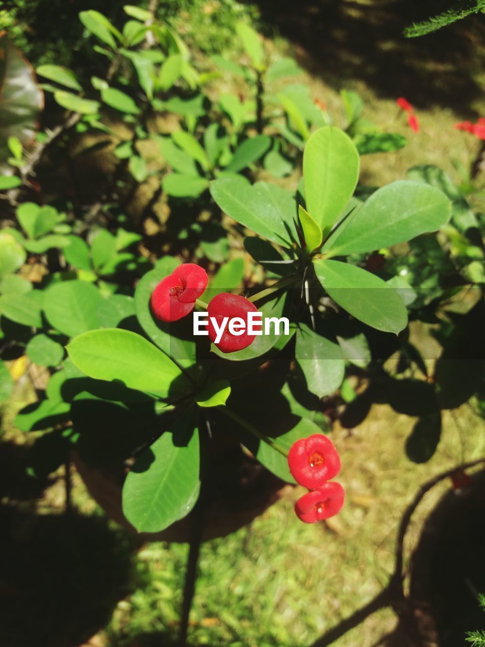 Close-up of red berries growing on tree