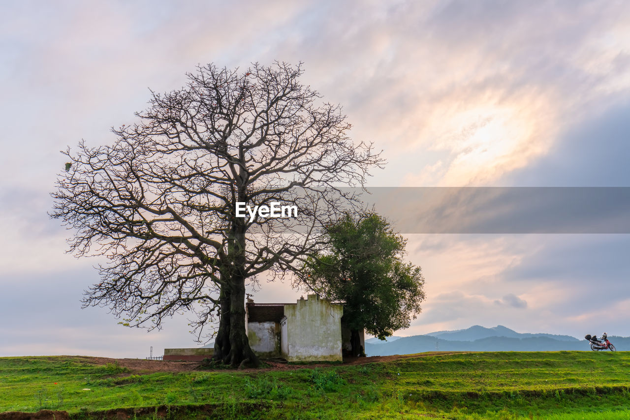 TREE ON FIELD AGAINST SKY