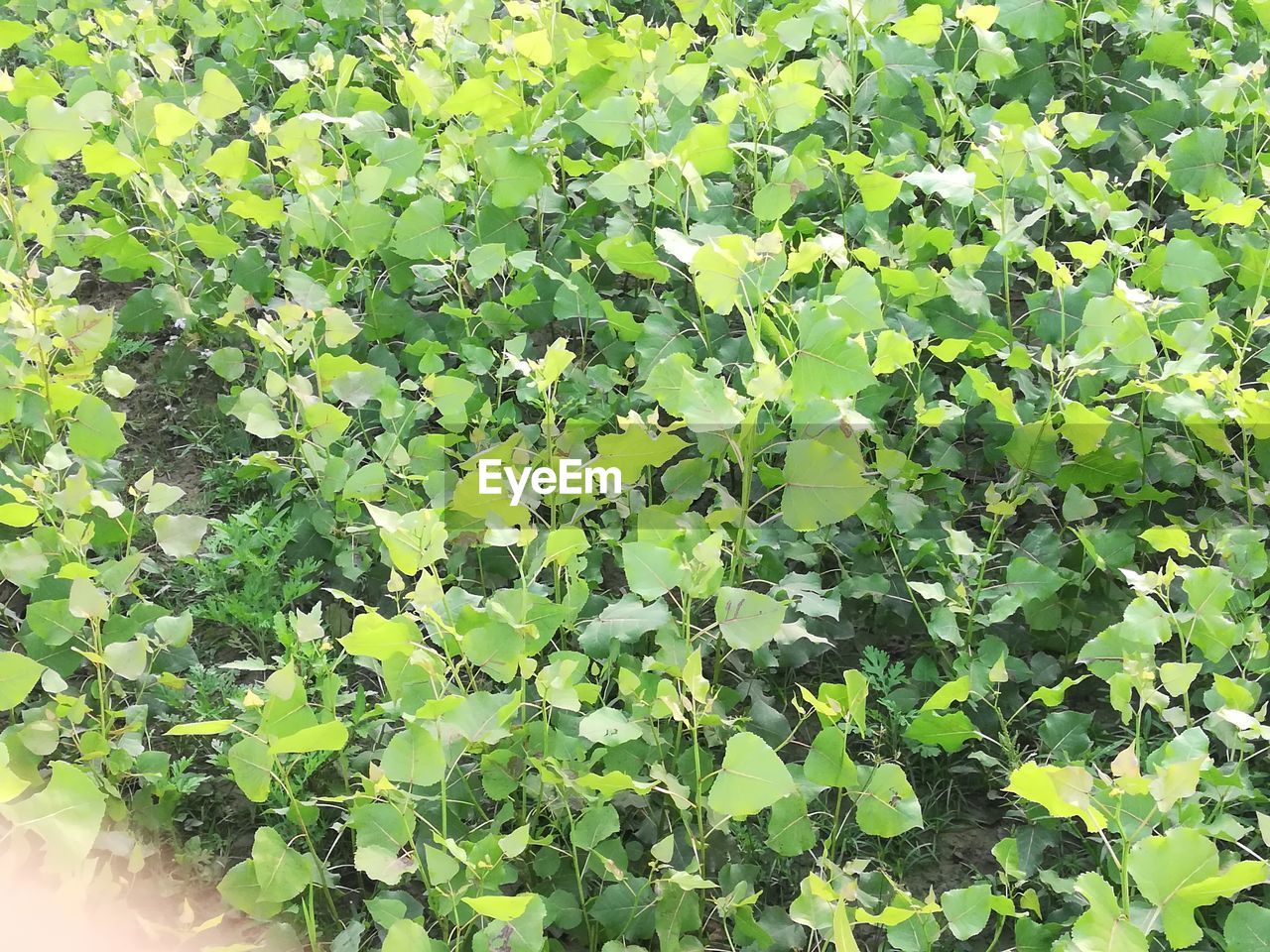 FULL FRAME SHOT OF FRESH GREEN PLANT