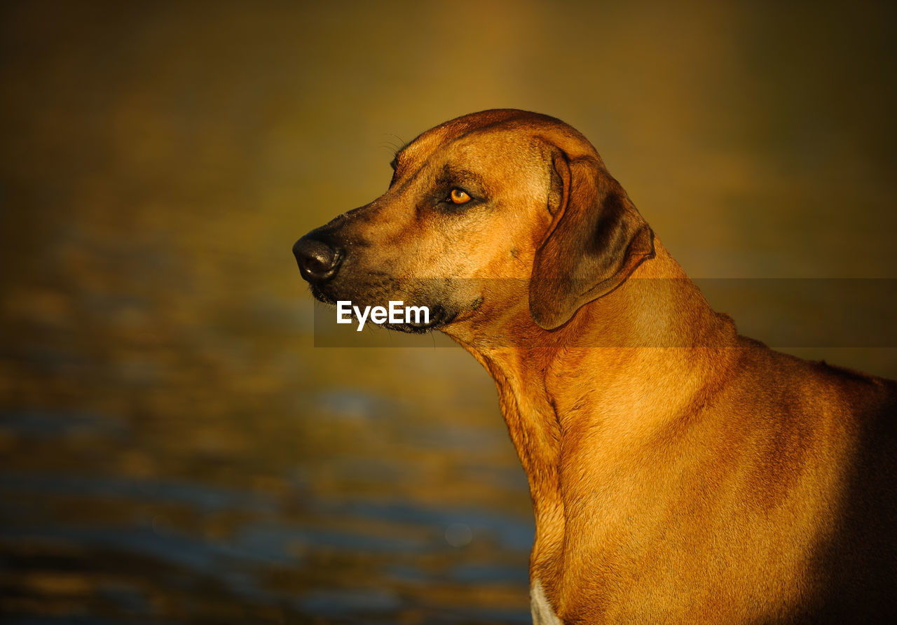 Close-up of rhodesian ridgeback