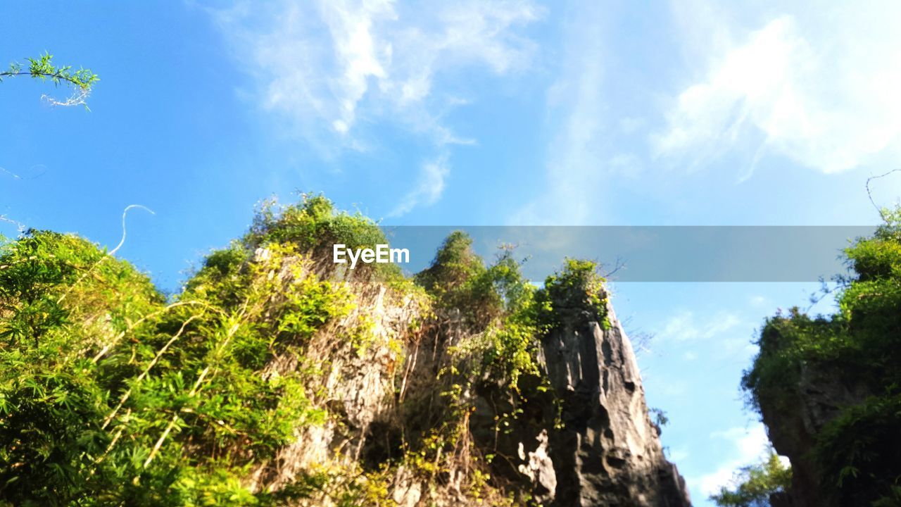 LOW ANGLE VIEW OF TREES IN FOREST AGAINST SKY