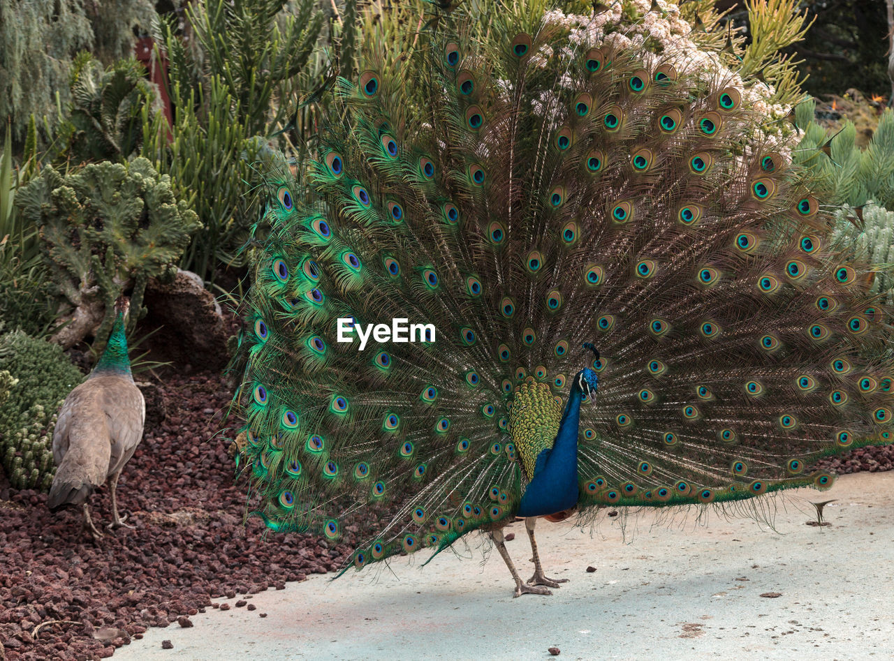 VIEW OF PEACOCK WITH BIRDS ON BLUE BACKGROUND