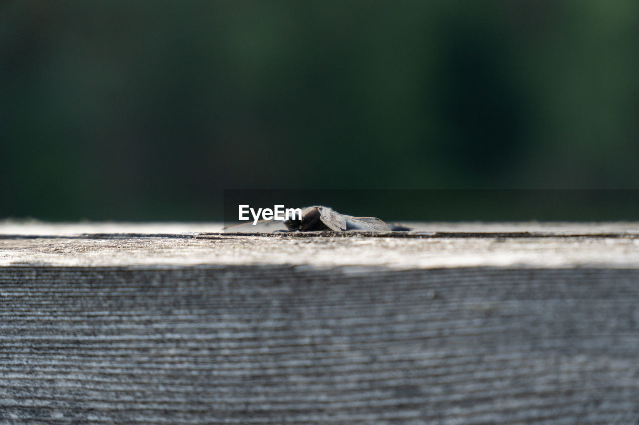 VIEW OF INSECT ON WOOD