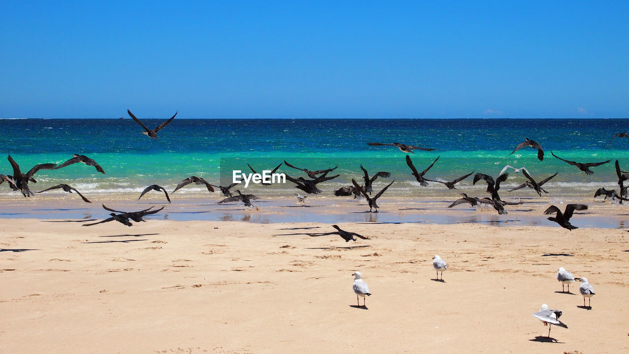 FLOCK OF BIRDS FLYING OVER BEACH AGAINST CLEAR BLUE SKY