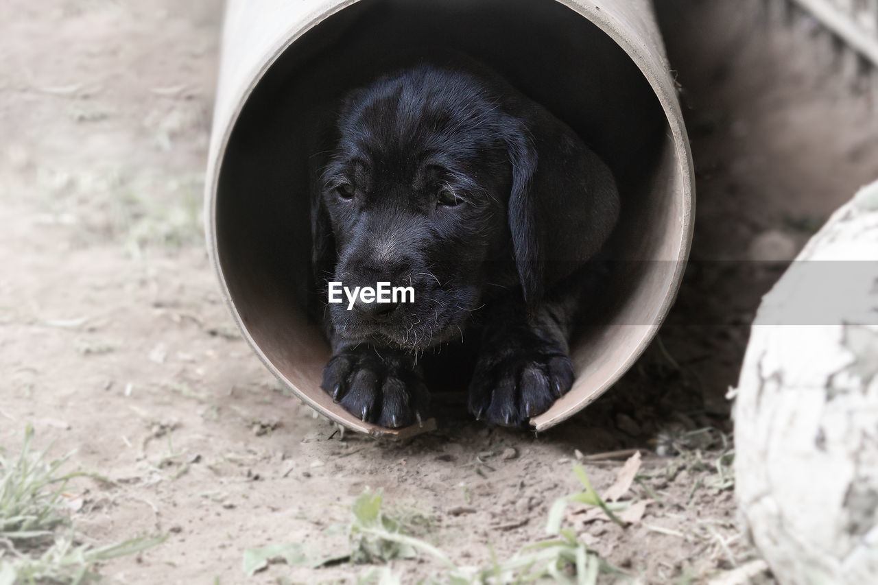 High angle view of german wiredhair puppy laying in a tube