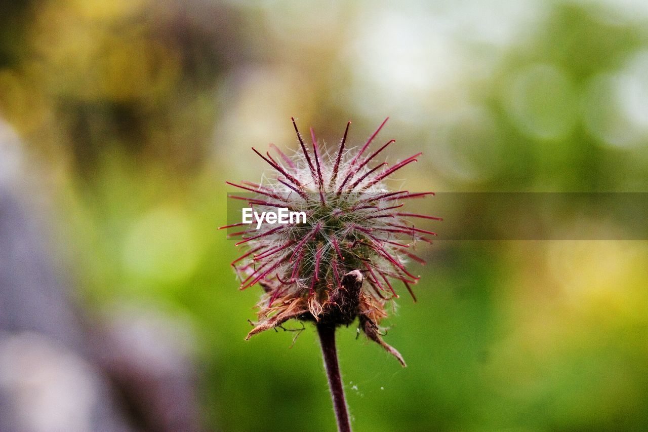 CLOSE-UP OF PLANT AGAINST BLURRED BACKGROUND