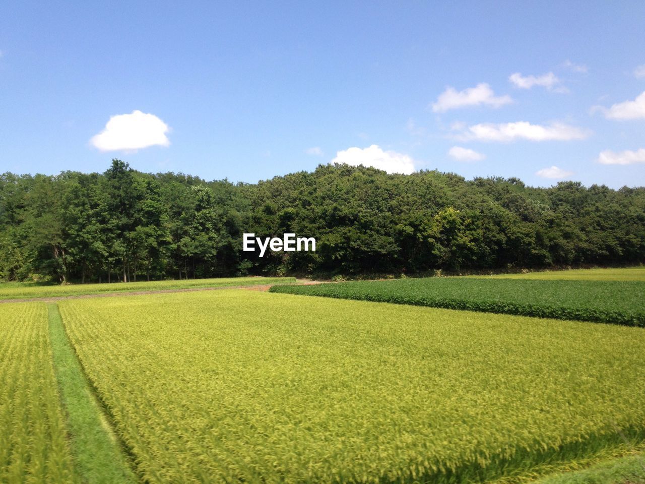 VIEW OF RURAL LANDSCAPE