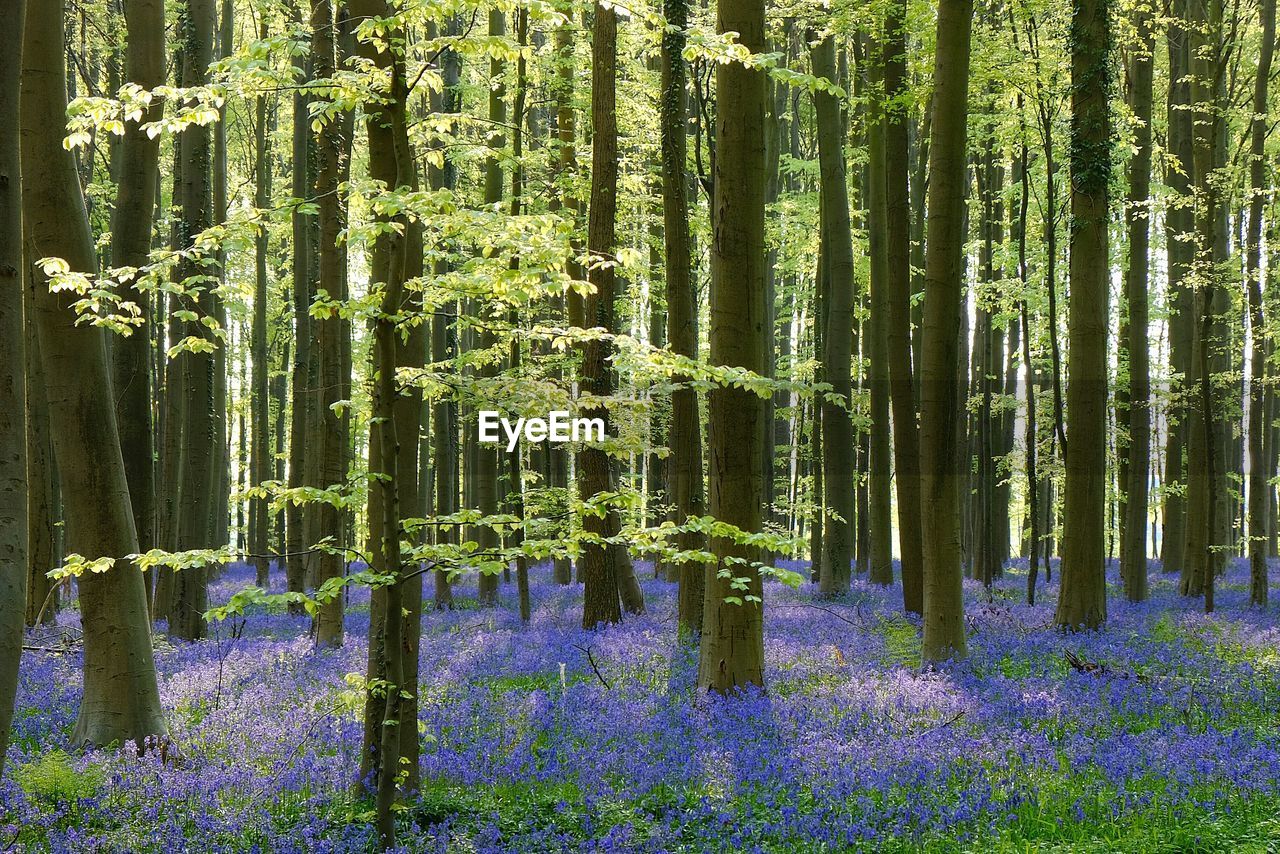 Bluebells blooming on field in forest