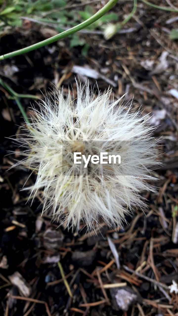 CLOSE-UP OF DANDELIONS