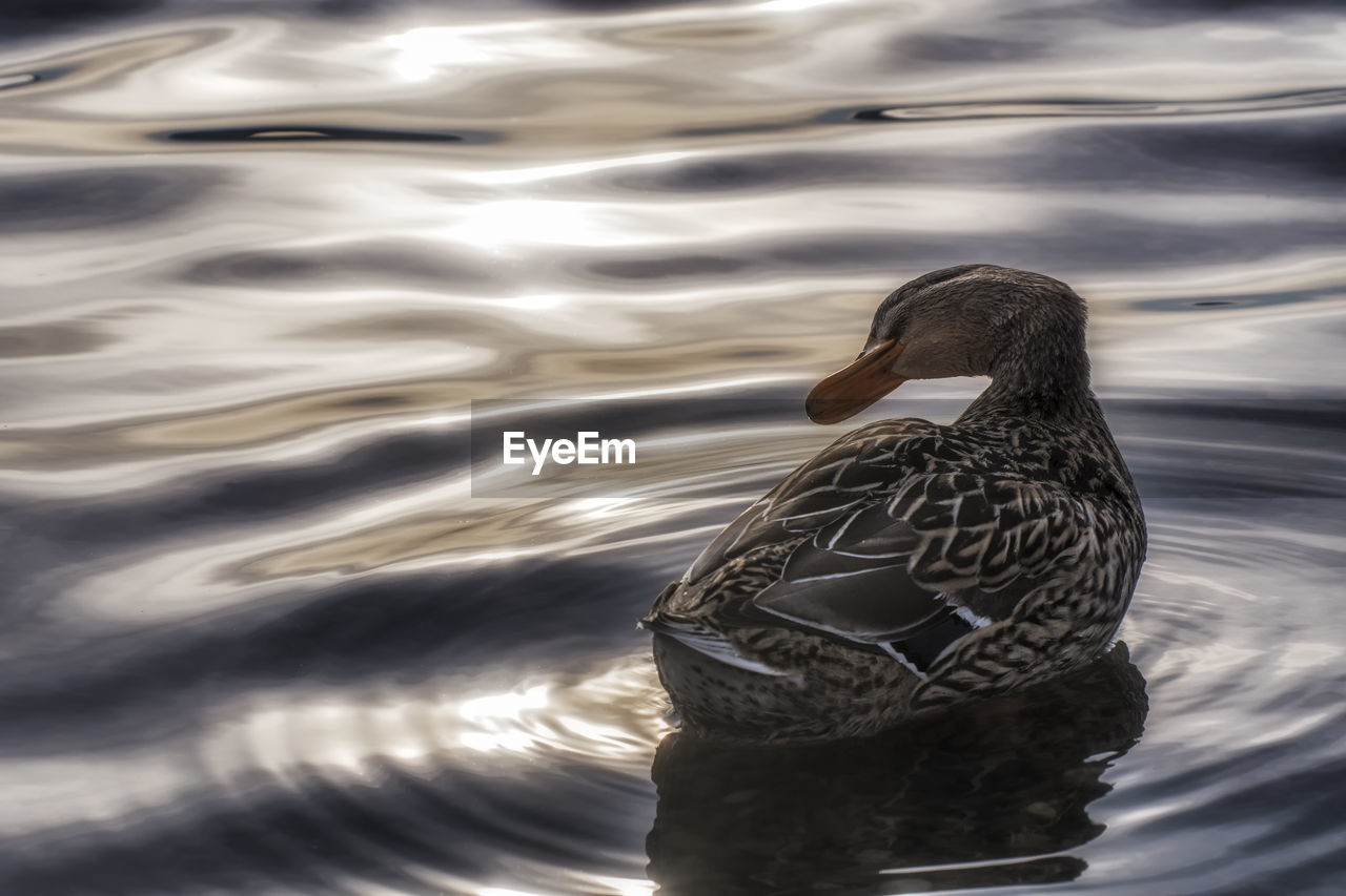 VIEW OF A DUCK SWIMMING IN LAKE