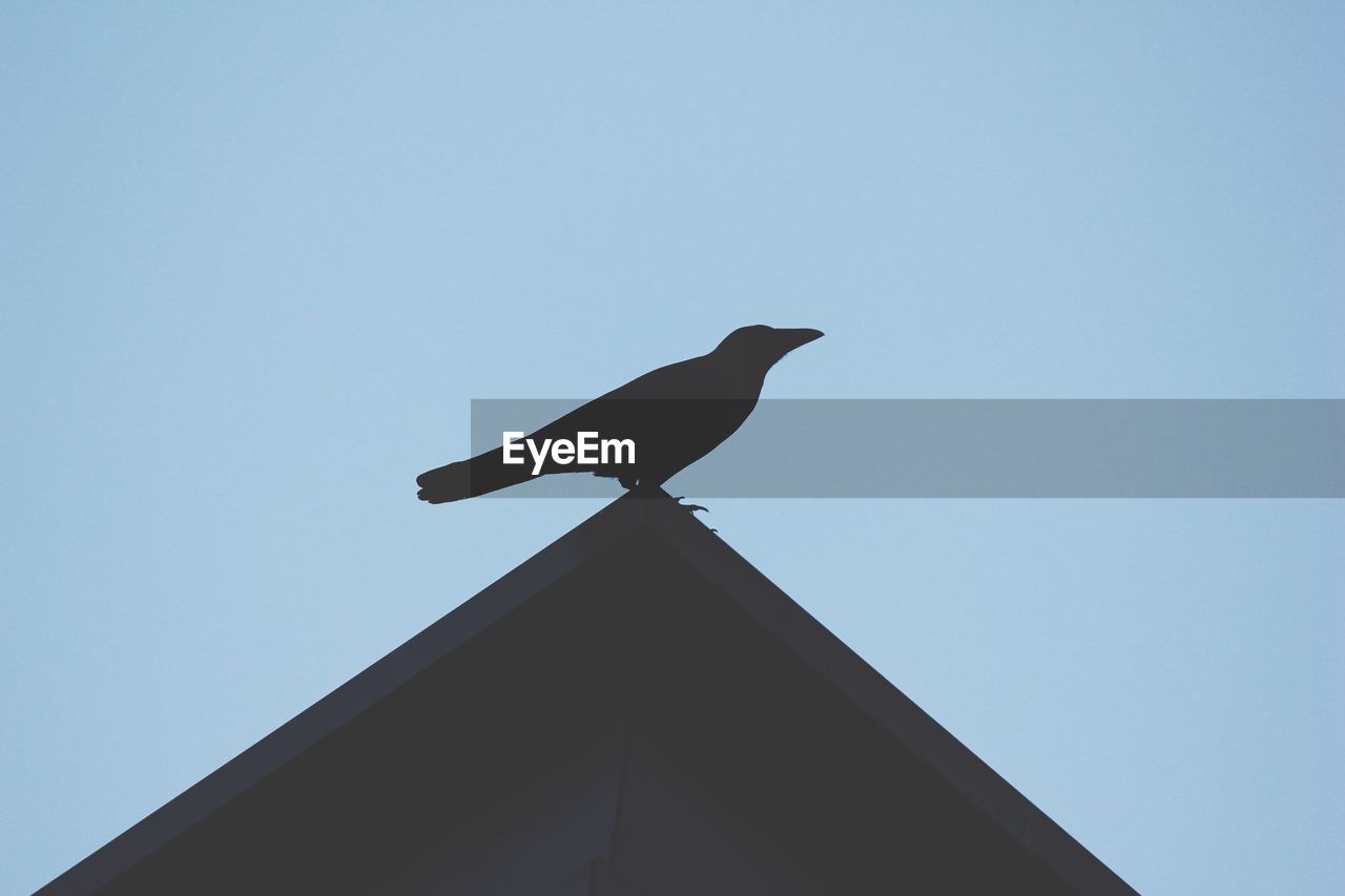 Low angle view of bird perching on roof against clear sky