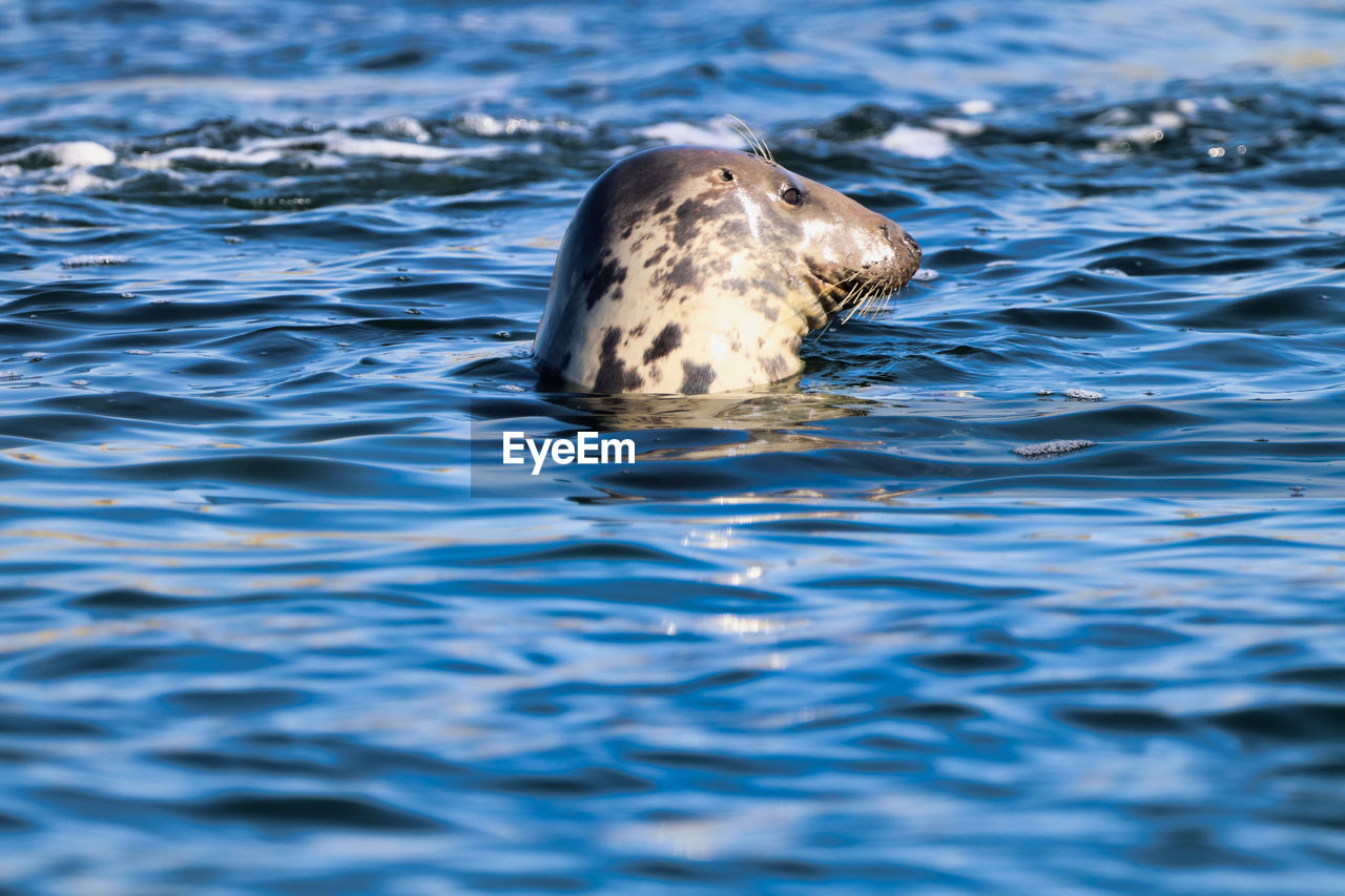 Seal swimming in sea