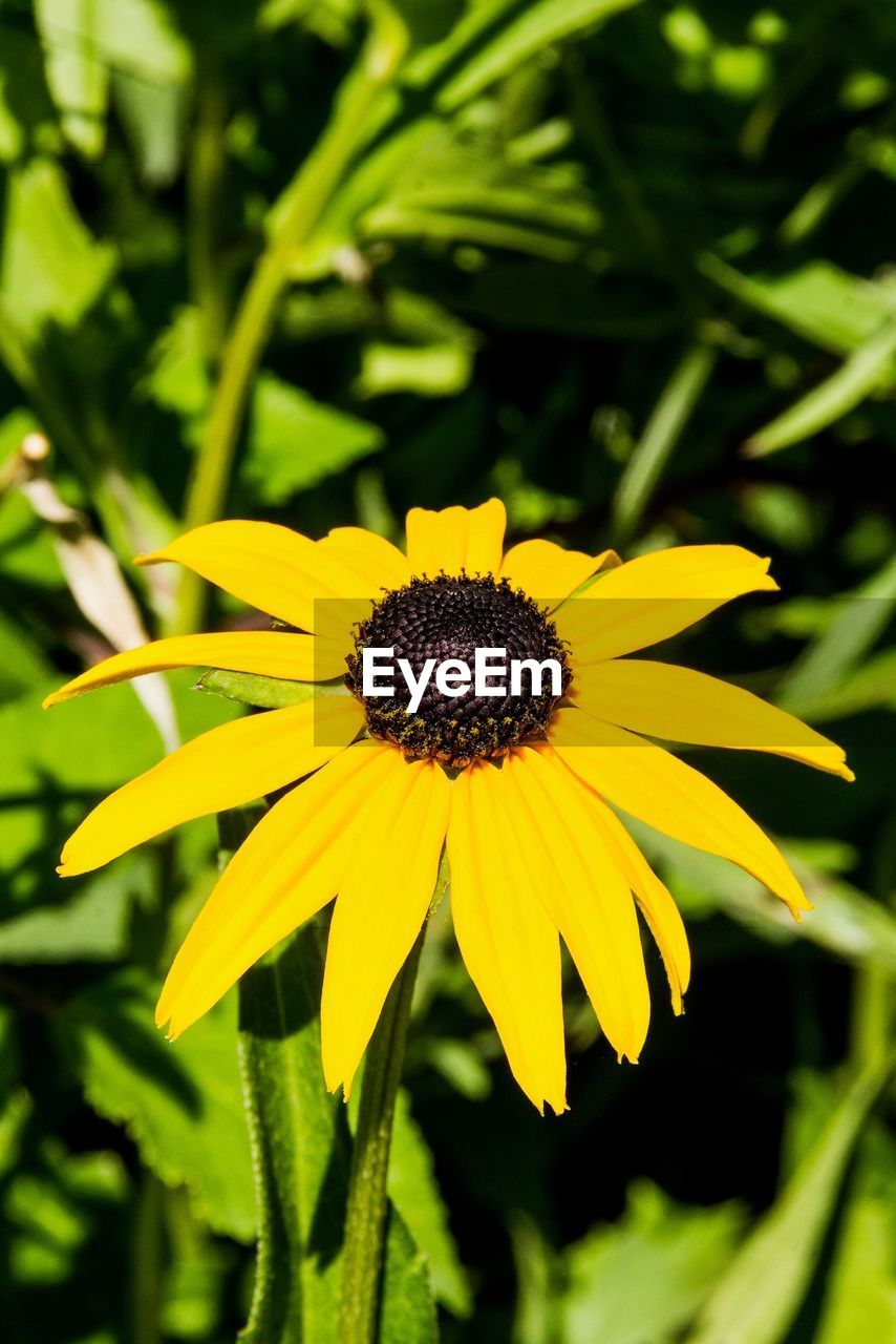 CLOSE-UP OF YELLOW FLOWER ON PLANT