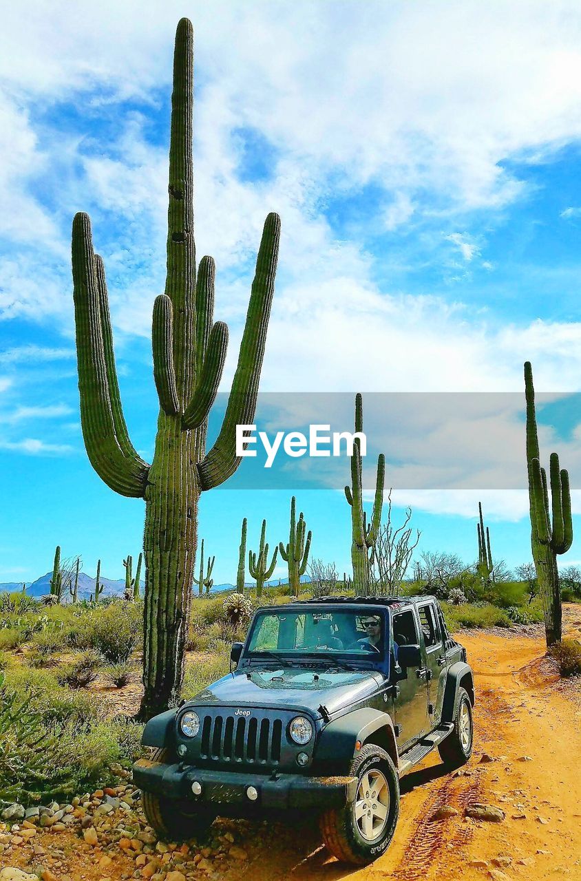 CLOSE-UP OF CACTUS AGAINST SKY