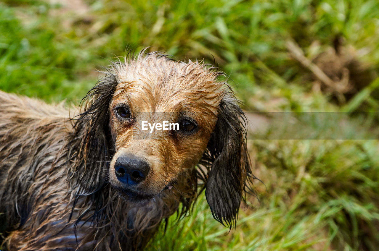 Wet dog in a field