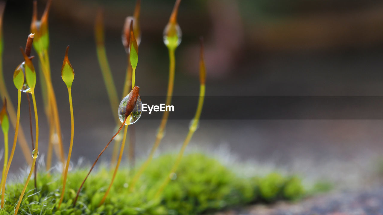 Extreme closeup of moss flowers with selective focusing. ecology, preserve the earth and background.