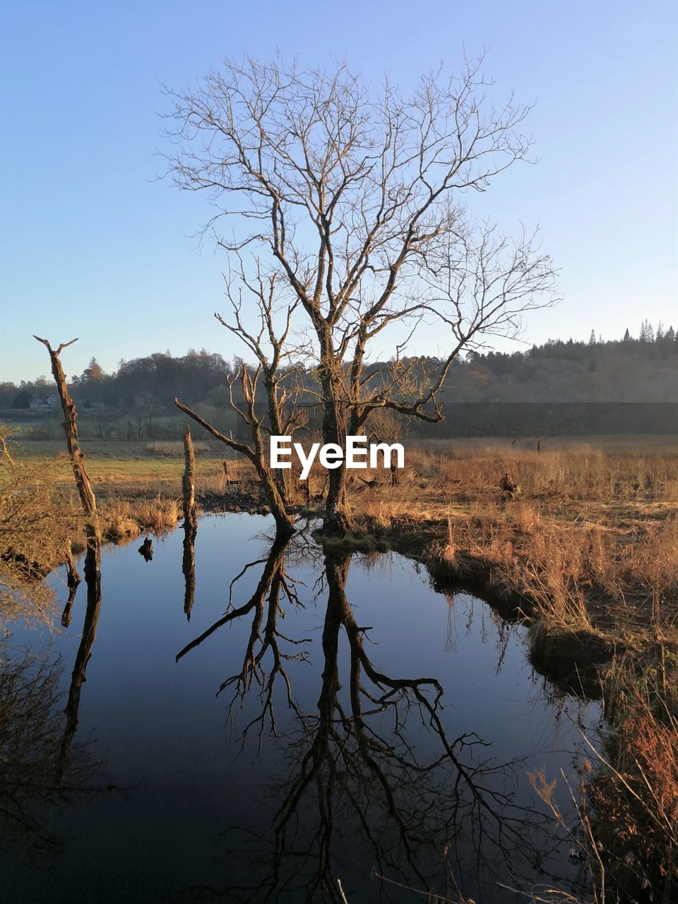 Reflection of a bare tree in still water