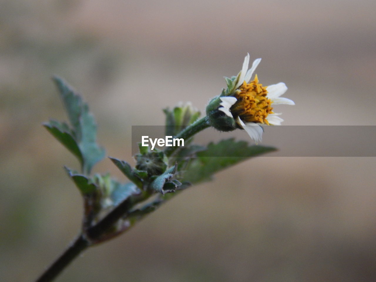 CLOSE-UP OF WHITE FLOWERS BLOOMING