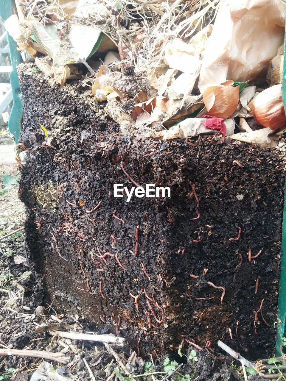 CLOSE-UP OF TREE TRUNK