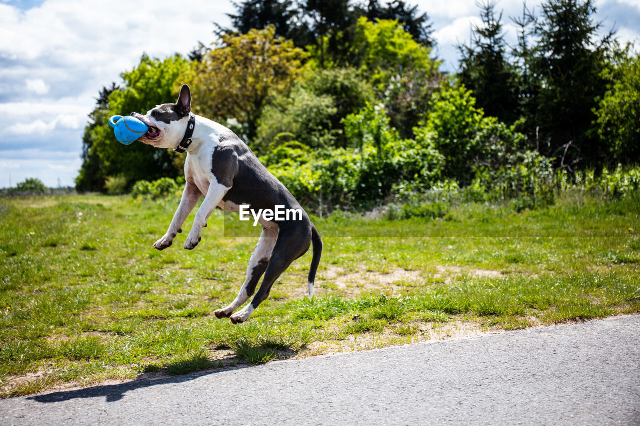 FULL LENGTH OF A DOG RUNNING IN A FIELD