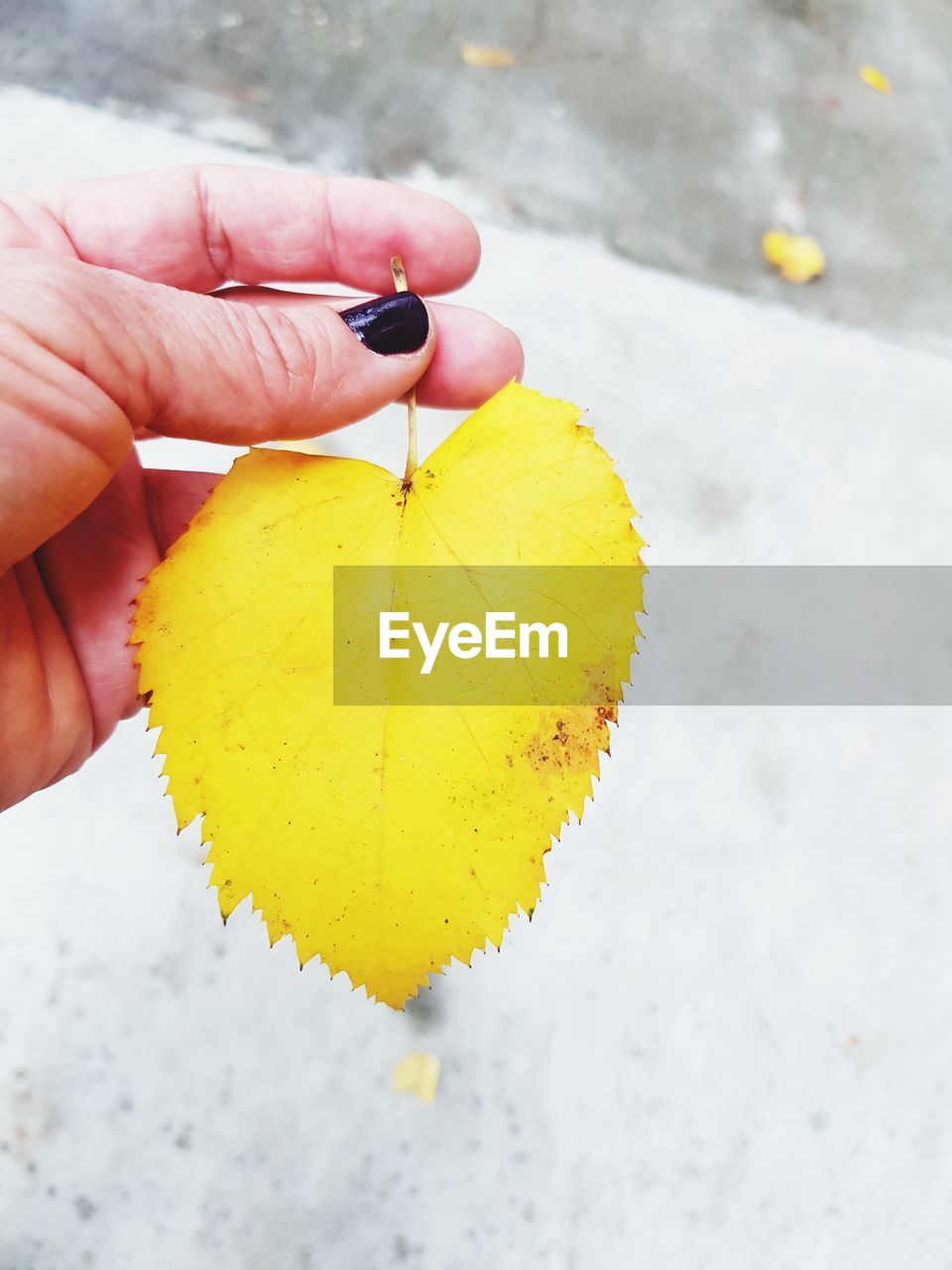 CLOSE-UP OF HAND HOLDING YELLOW LEAF