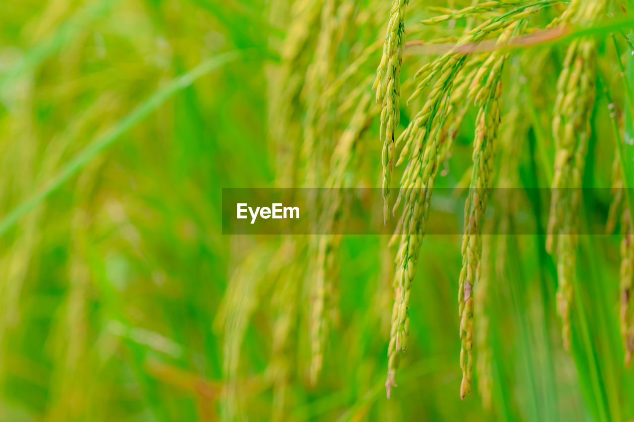 plant, agriculture, green, crop, cereal plant, growth, field, nature, rural scene, grass, land, close-up, barley, food, no people, beauty in nature, landscape, farm, wheat, environment, backgrounds, food and drink, selective focus, hordeum, outdoors, summer, day, focus on foreground, plant stem, freshness, sunlight, leaf, food grain, tranquility, plant part, full frame