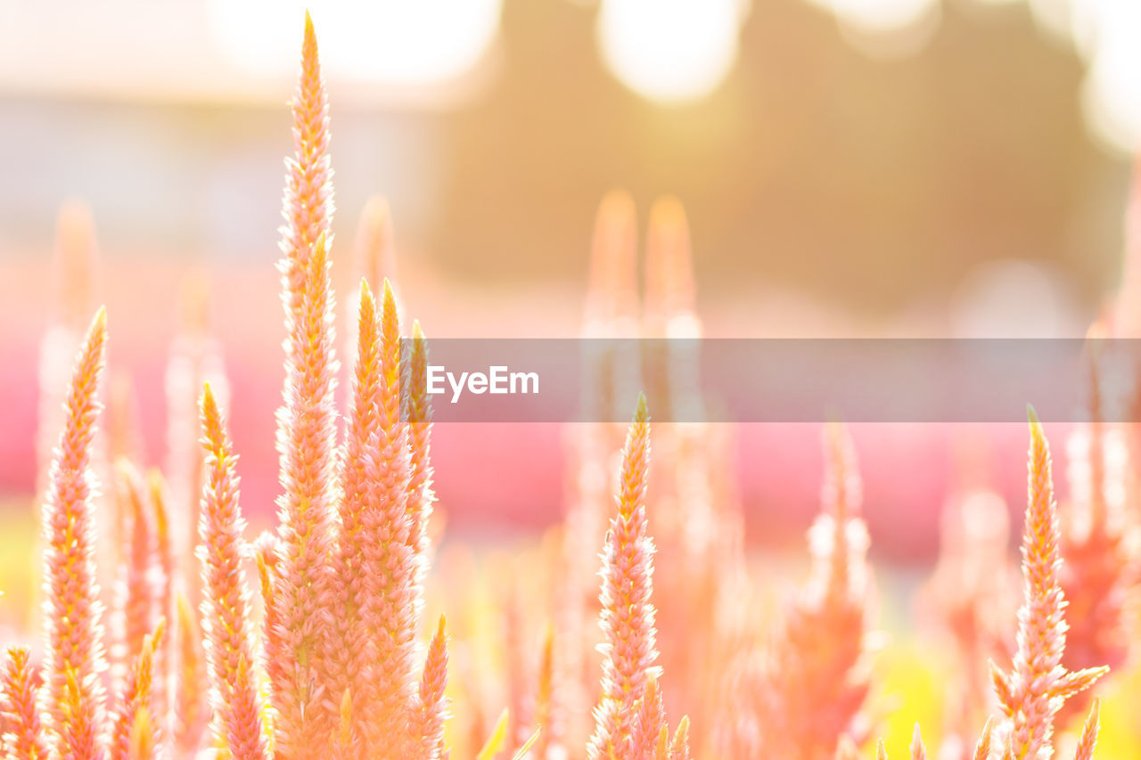 Plants growing in field on sunny day