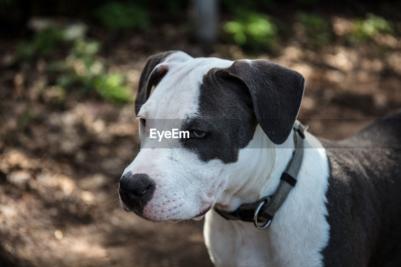 CLOSE-UP OF DOG