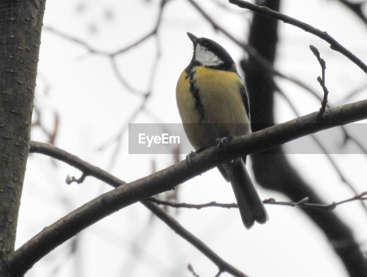 CLOSE-UP OF BIRD PERCHING ON BRANCH