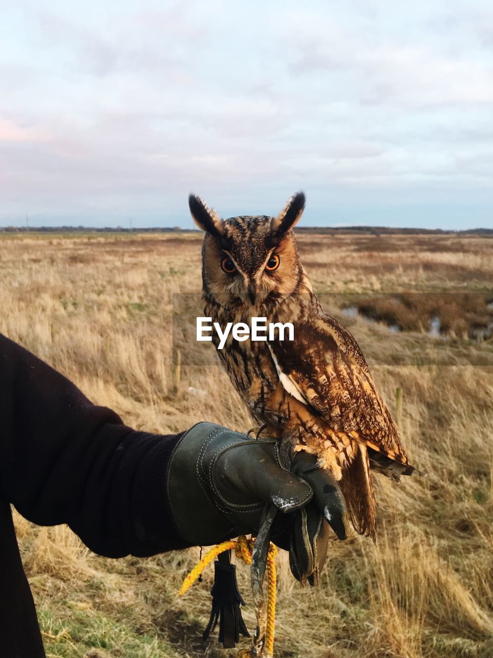 CLOSE-UP OF HAND HOLDING BIRD ON FIELD