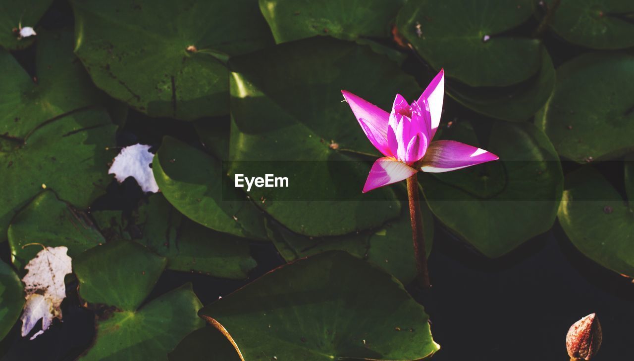 CLOSE-UP OF LOTUS WATER LILIES