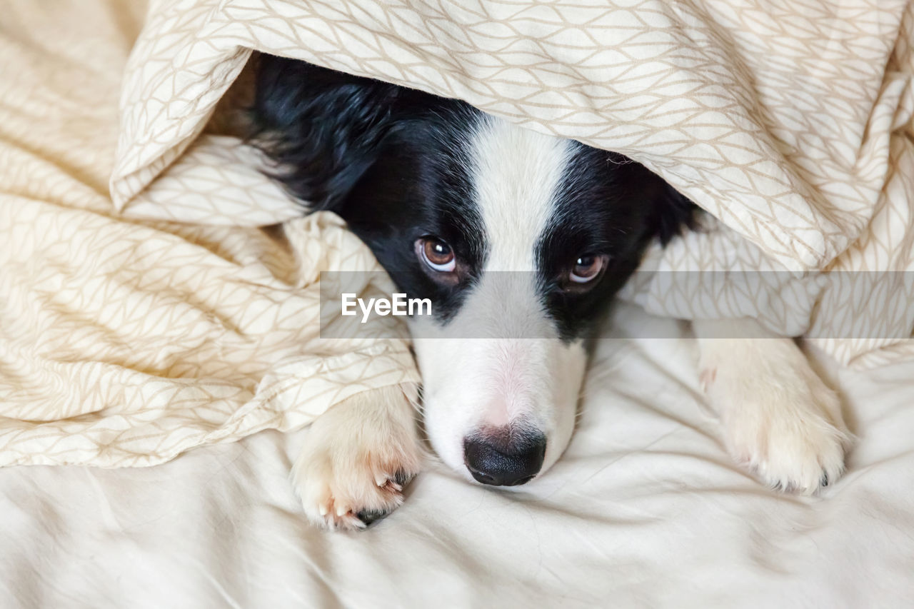 CLOSE-UP PORTRAIT OF A DOG RESTING