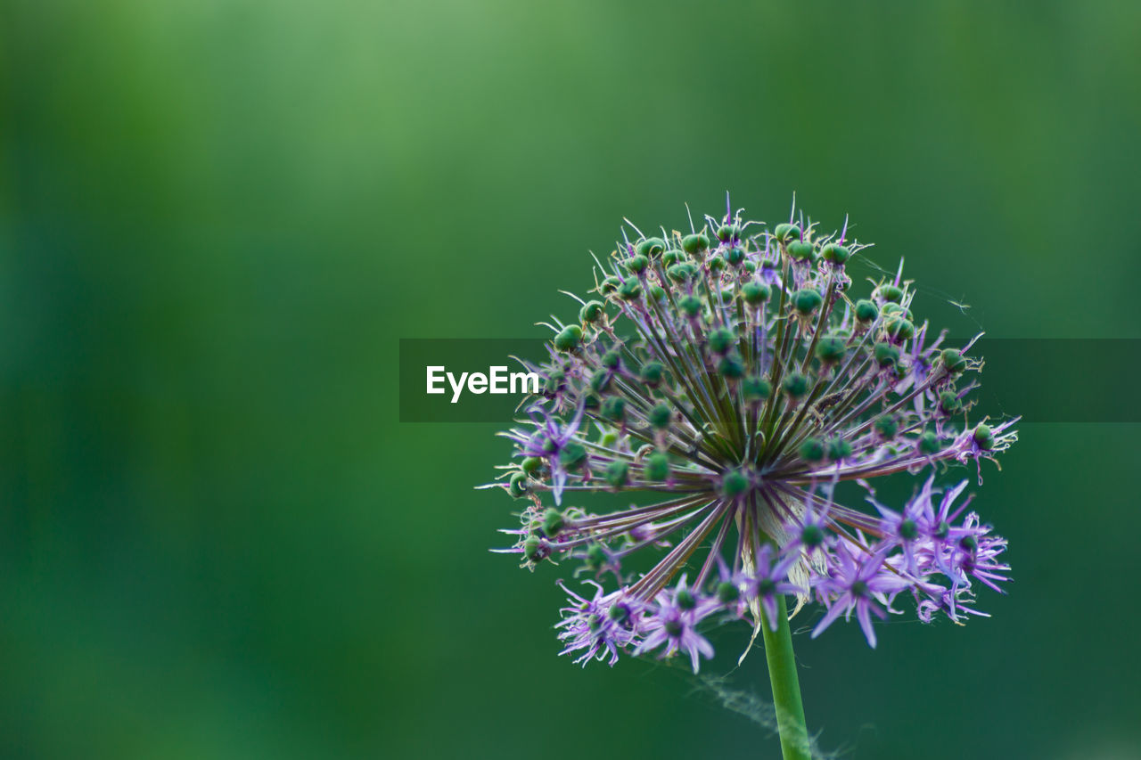 Close-up of purple thistle flower