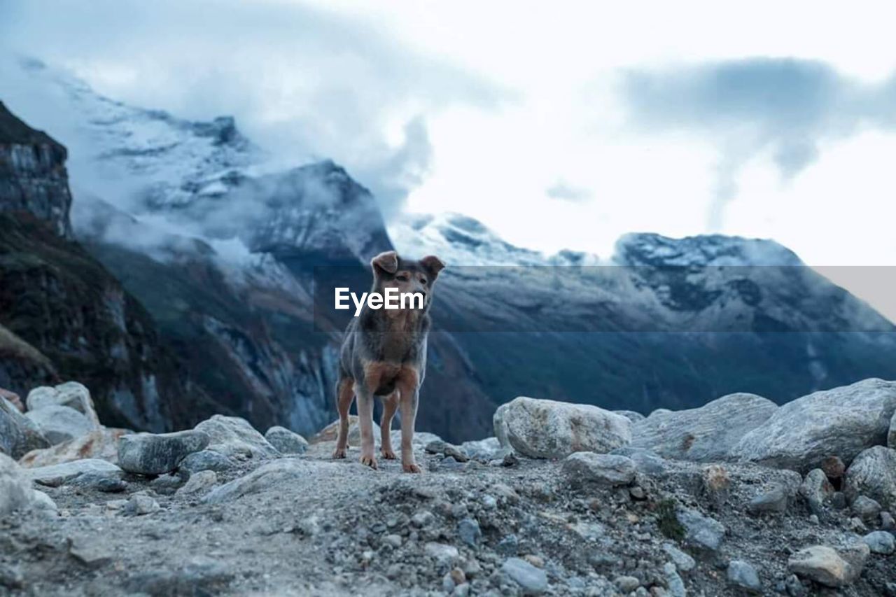 Dog looking away while standing against mountain
