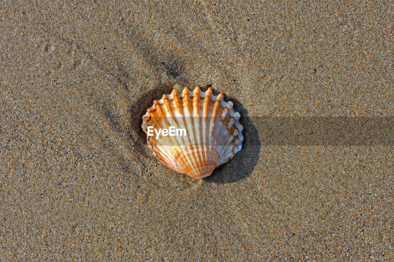 Part of a cardium shell stranded on the beach