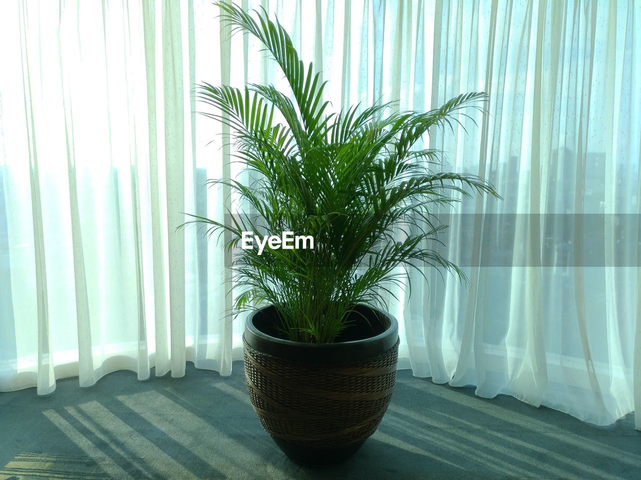 Potted plant on floor by curtain during sunny day