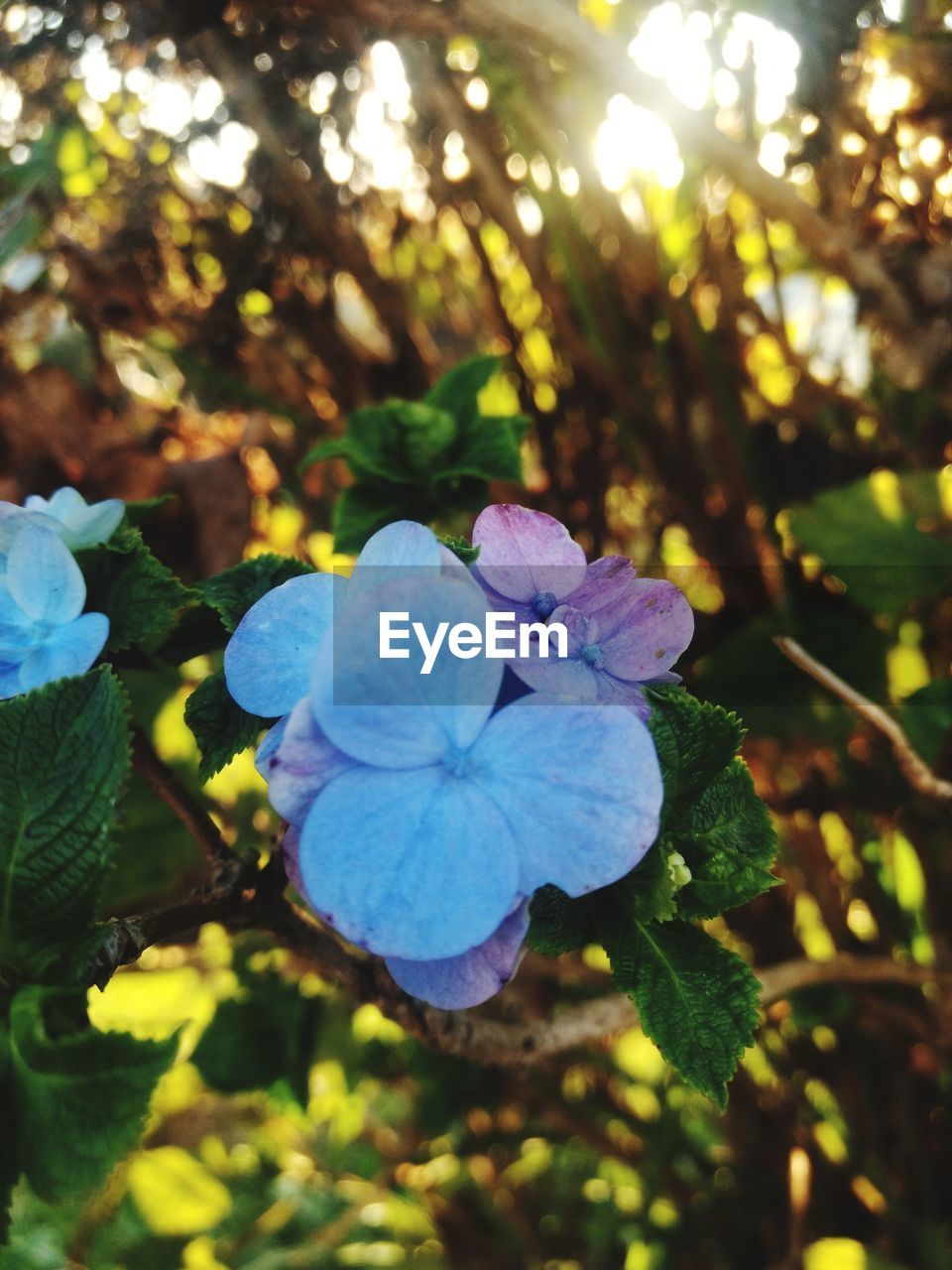 CLOSE-UP OF PURPLE BLUE FLOWER