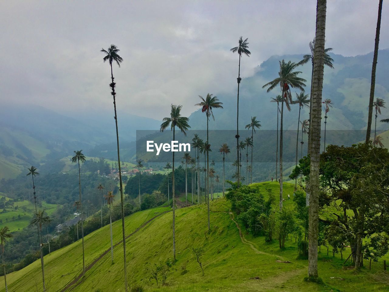 Scenic view of palm trees on field against sky