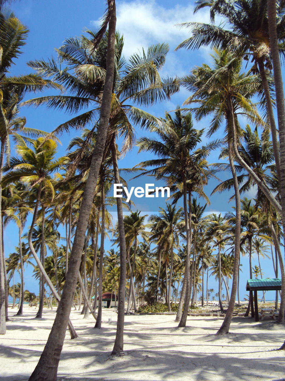 Palm trees on beach against sky