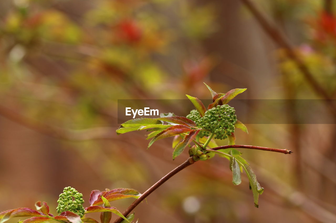 Close-up of flowering plant