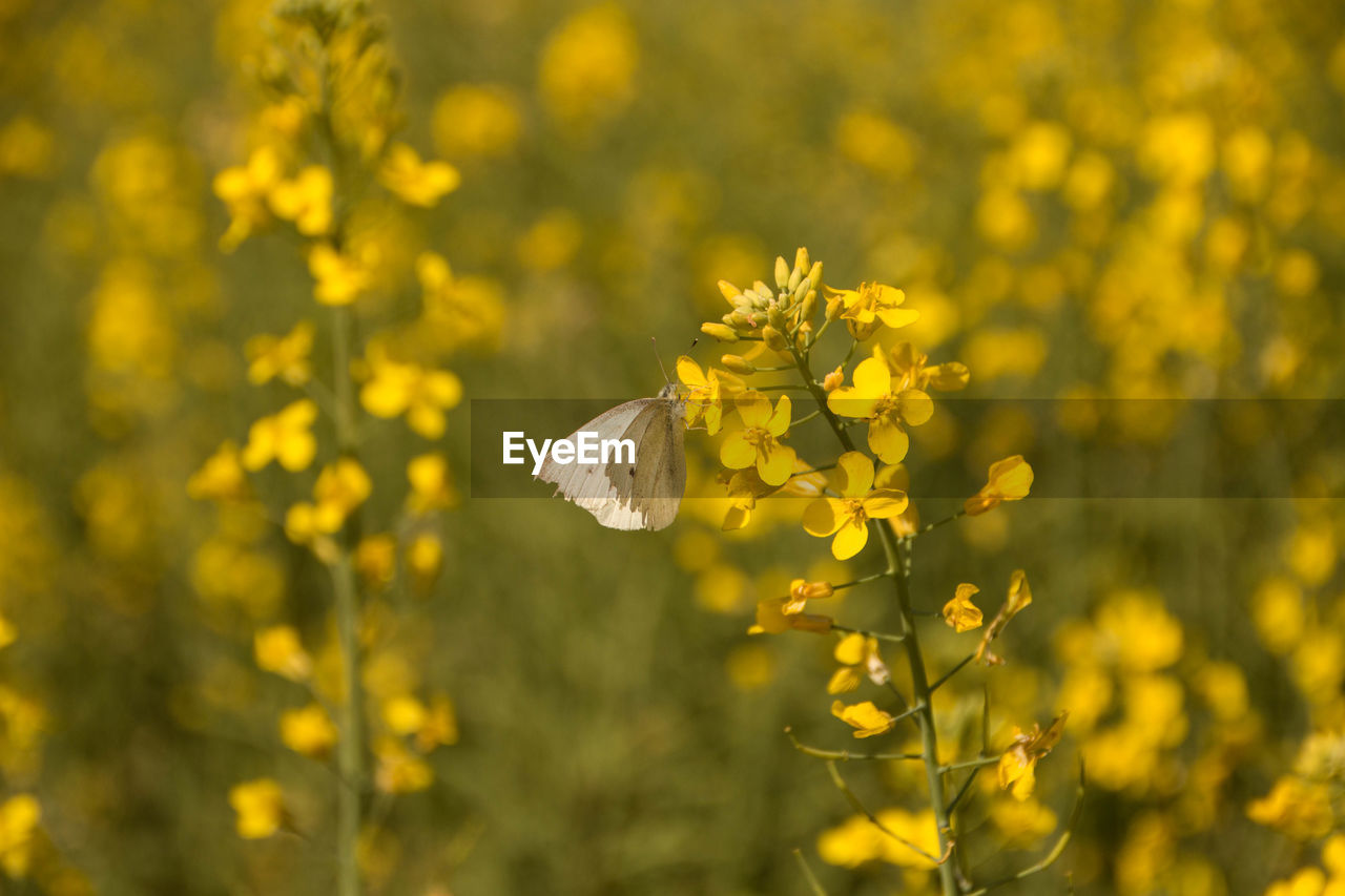 Close-up of yellow flowering plant in field