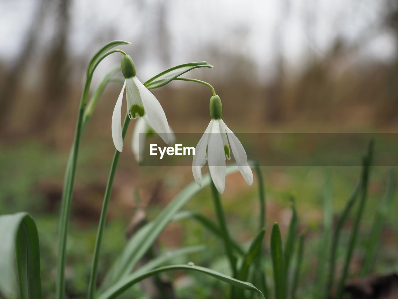 plant, flower, snowdrop, flowering plant, beauty in nature, freshness, nature, growth, close-up, focus on foreground, fragility, white, petal, no people, springtime, green, day, outdoors, inflorescence, flower head, botany, land, blossom, plant stem, selective focus, grass