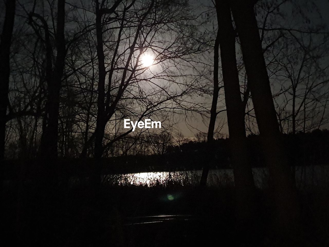 SILHOUETTE OF BARE TREES BY LAKE AT NIGHT